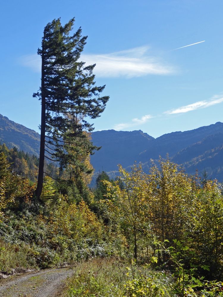 einseitiger Baum