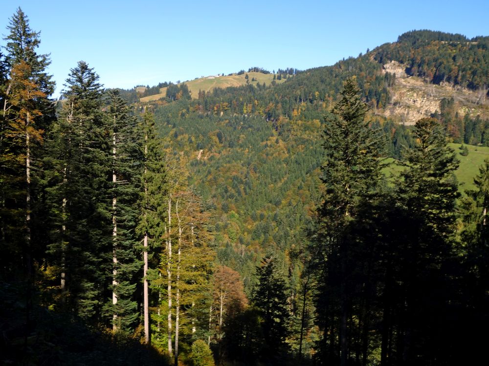 Blick Richtung Oberhohwald