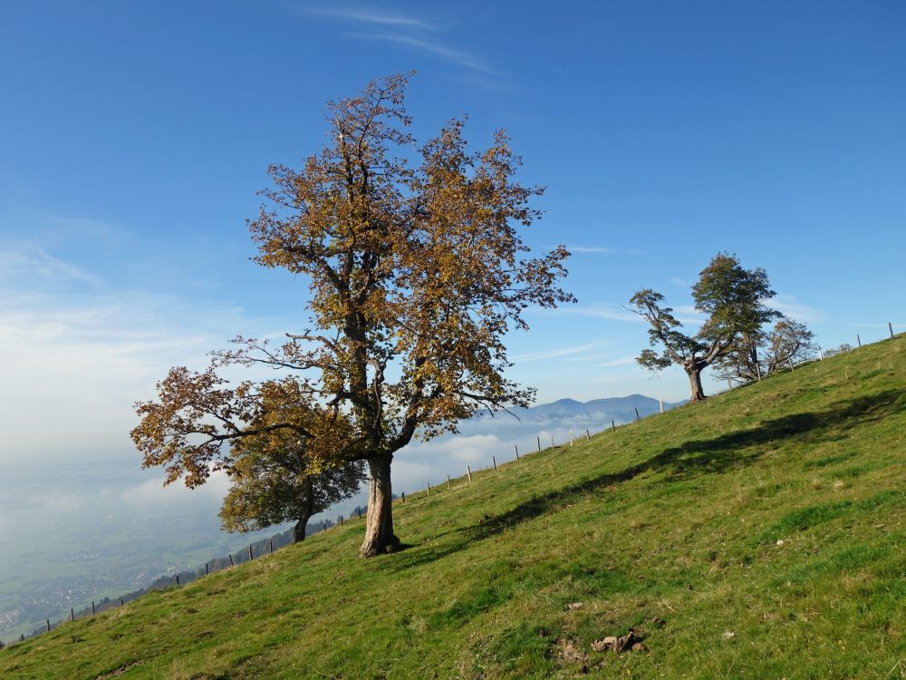 herbstlicher Baum