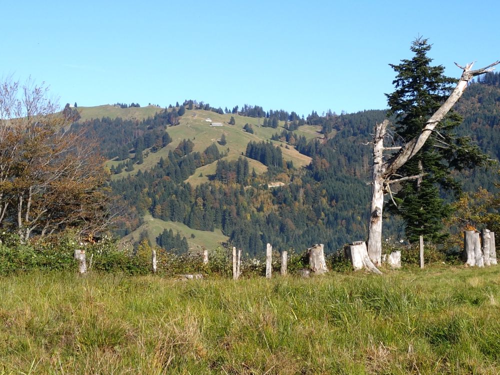 Blick Richtung Oberhohwald