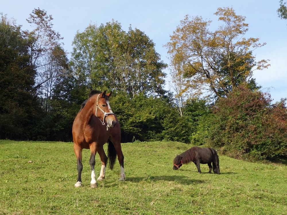 Pferd und Fohlen