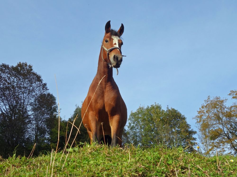 neugieriges Pferd