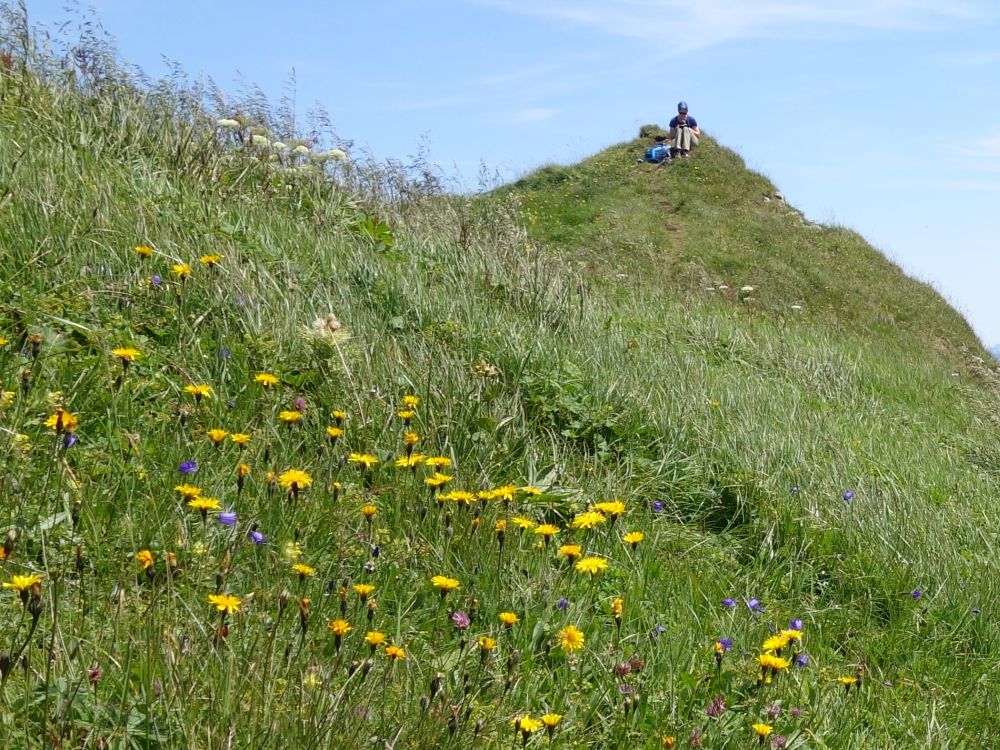 Rast auf der Wiese