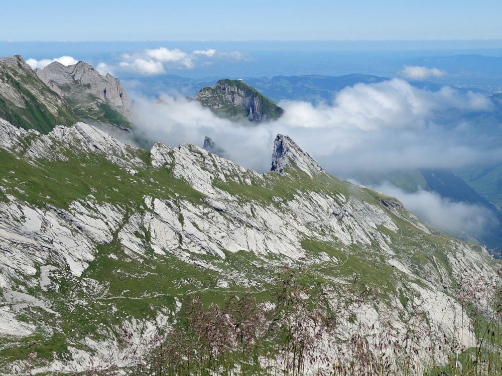 Schäfler über den Wolken