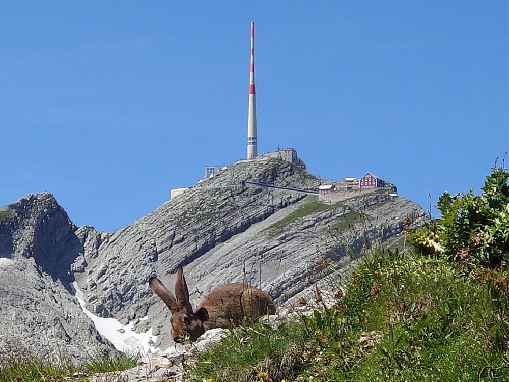 Säntis und Kaninchen