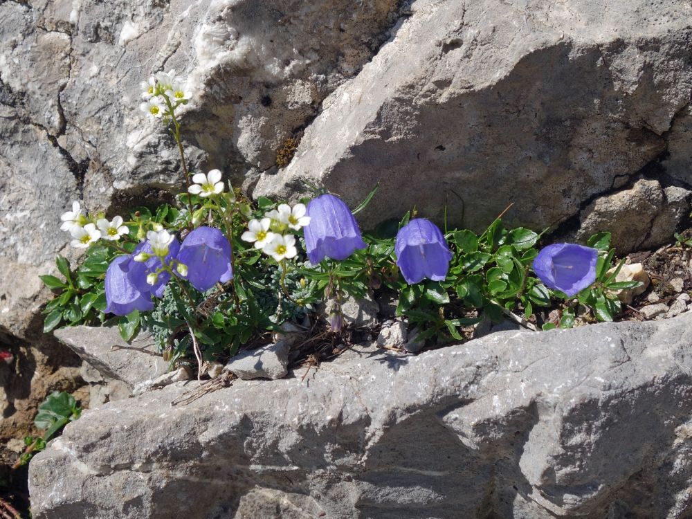 Alpenblumen