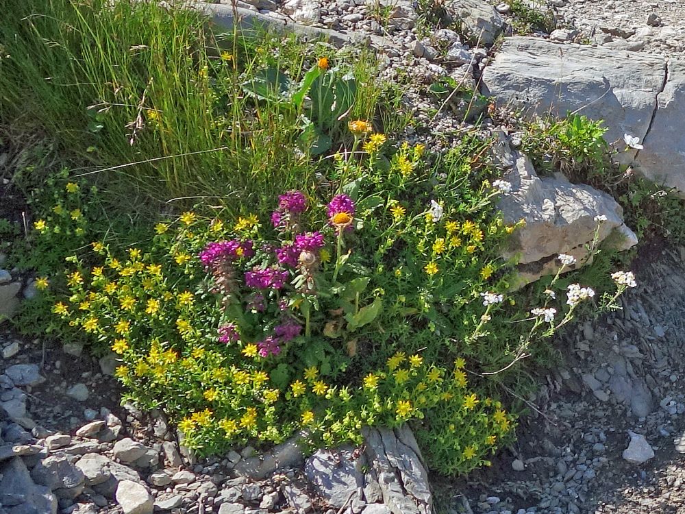 Alpenblumen