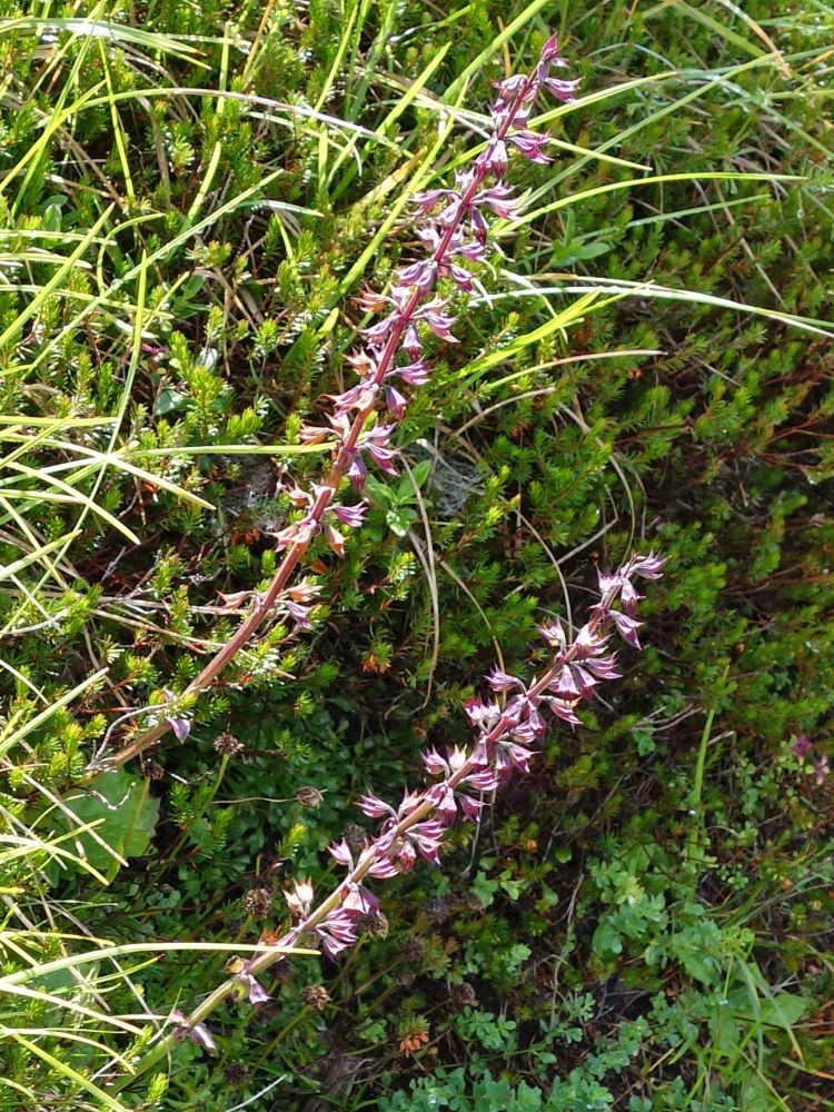 Alpenblumen