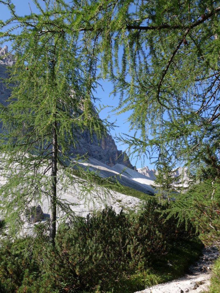 Lärchen am Wanderweg