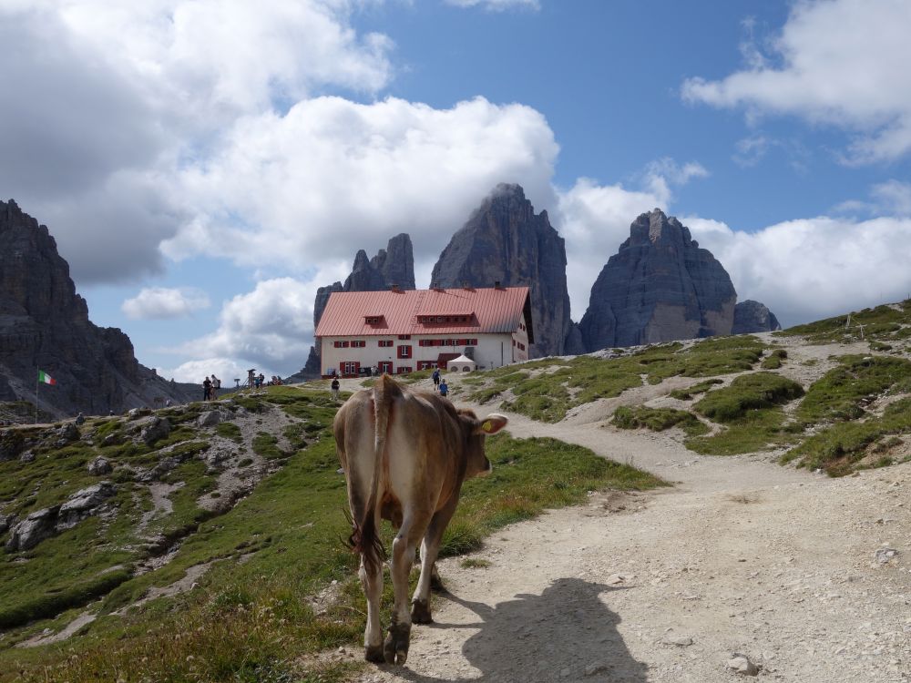 Kuh bei der Dreizinnenhütte