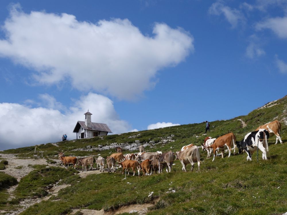 Kapelle und Kuhherde