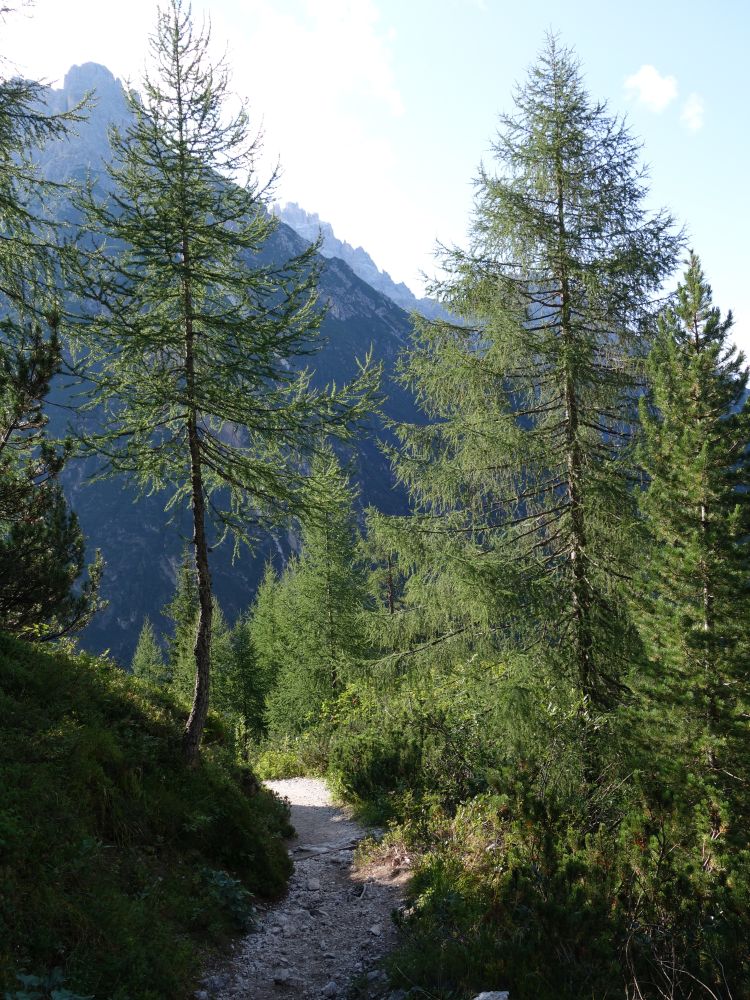 Wanderweg zwischen Lärchen