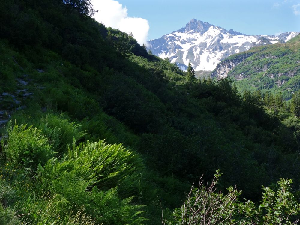 Farn mit Blick zum Chärpf