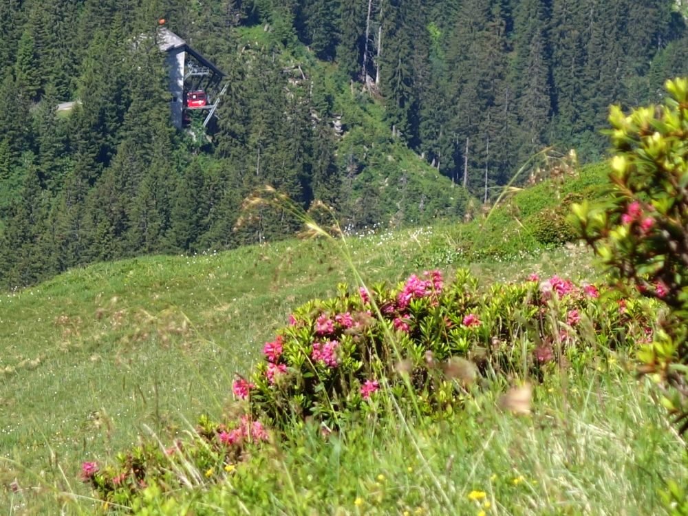 Bergstation und Alpenröschen