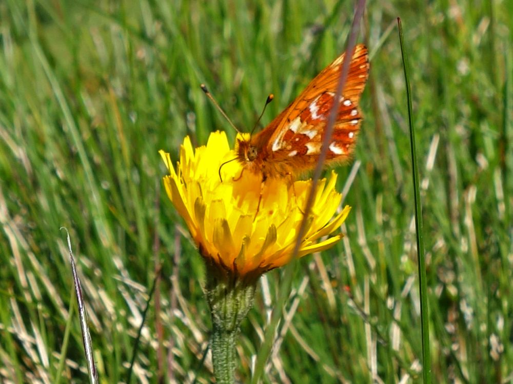 Schmetterling auf Blüte