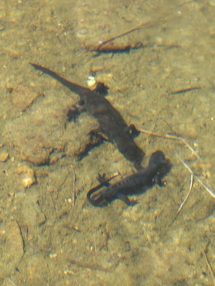 Molche im Berglimattseeli