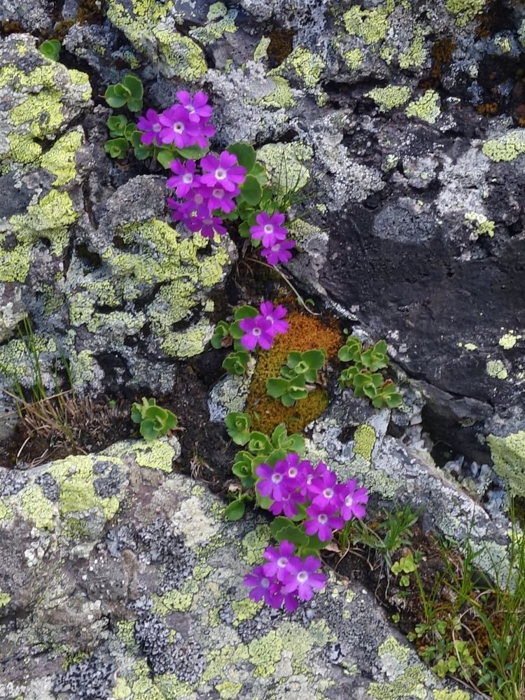 Alpenblumen