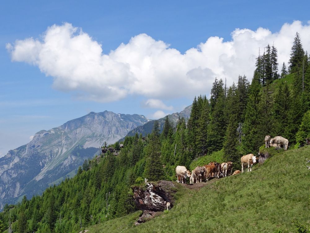 Kuhherde bei Nüenhütten