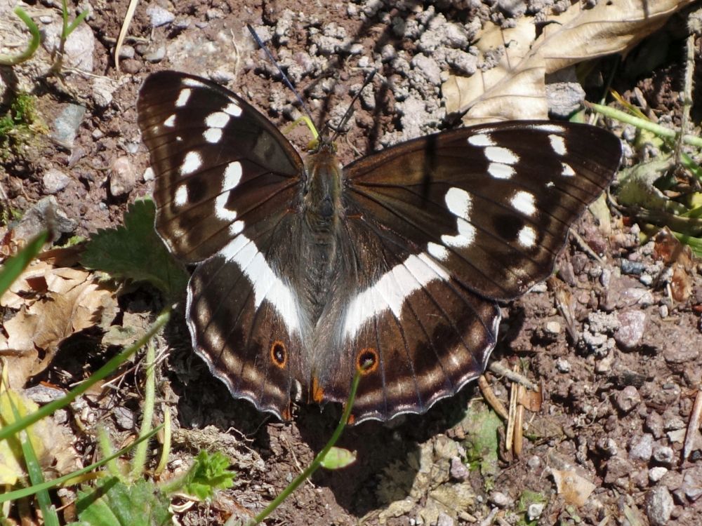 Schmetterling