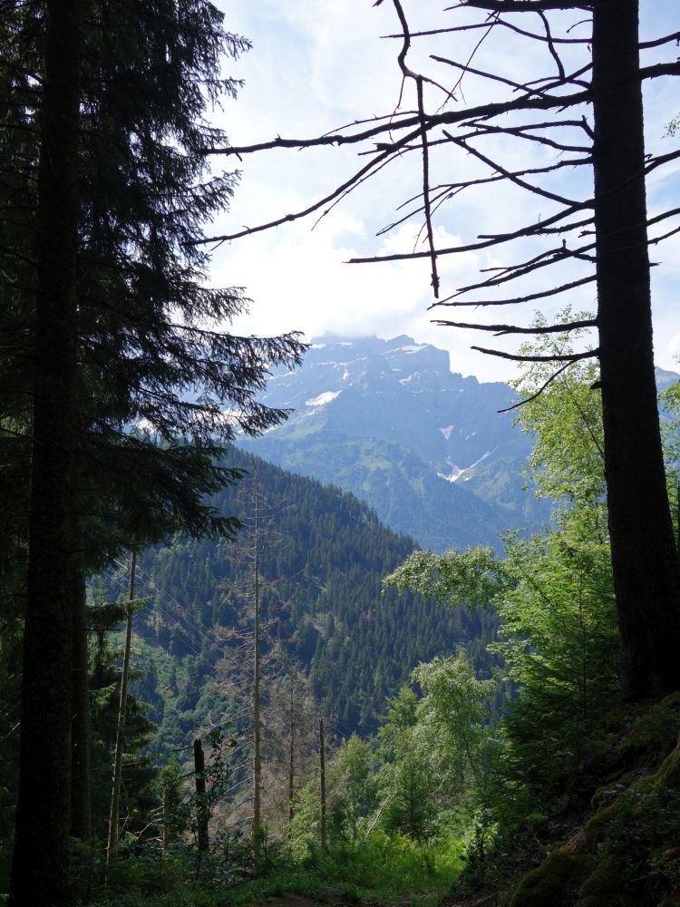 Blick durch die Baumlücke