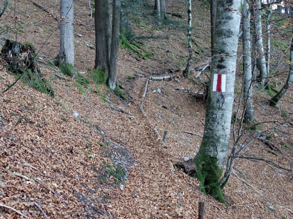 Wanderweg im Sandbodenwälfli