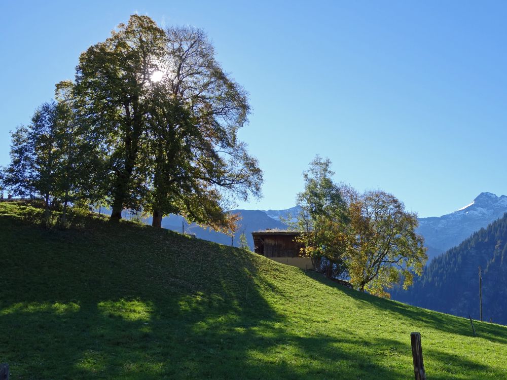 Bäume im Gegenlicht