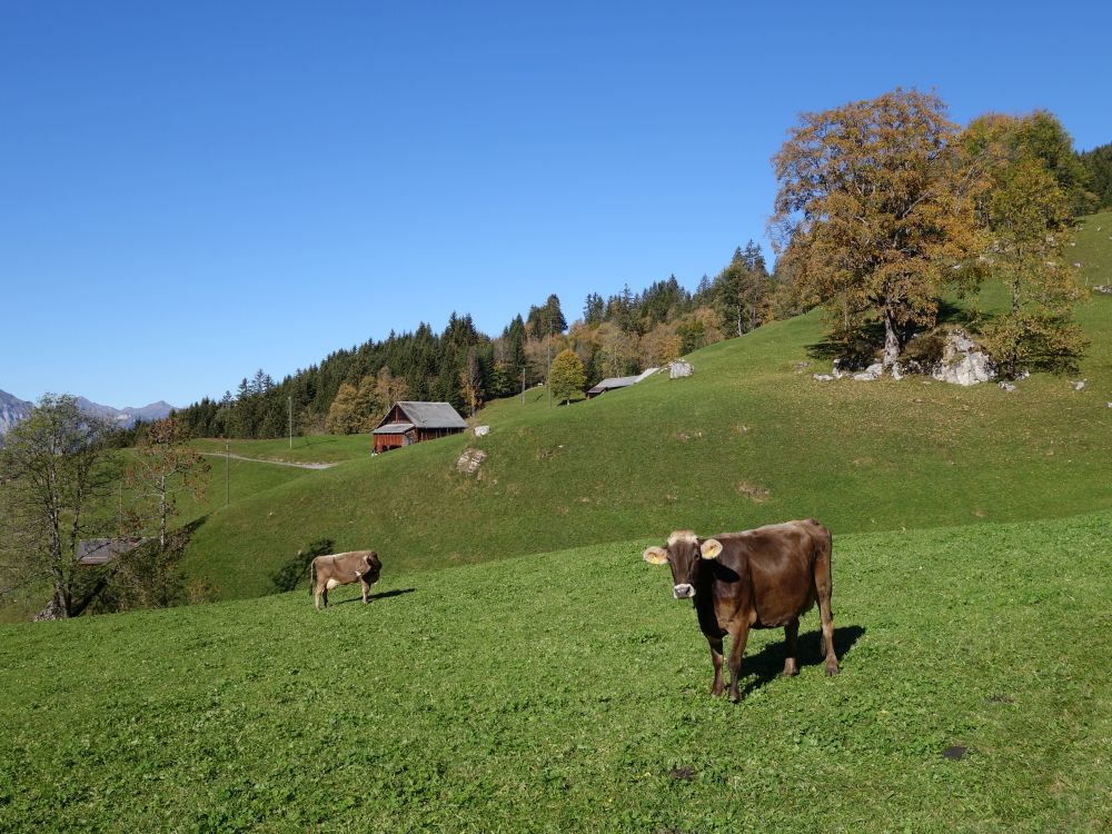 Kuhweide