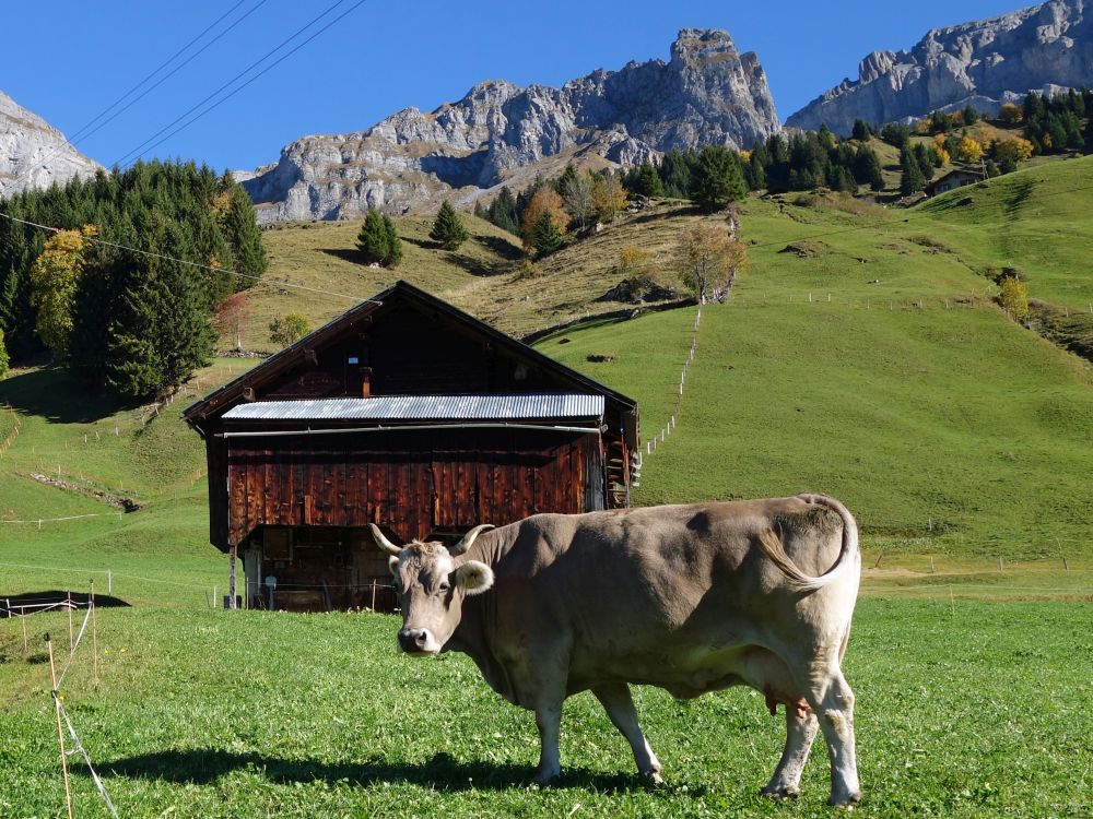 Kuh und Scheune
