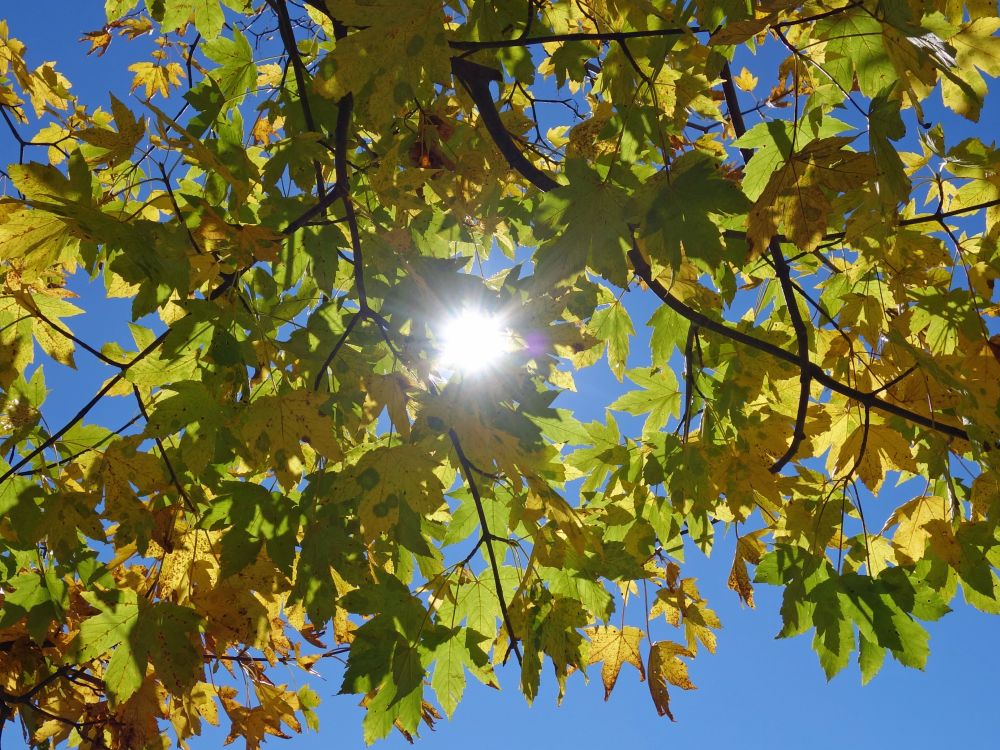 Blätterdach mit Sonne