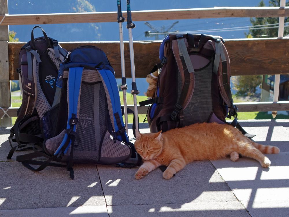 Wanderkatze