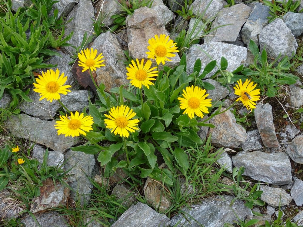 Alpenblumen