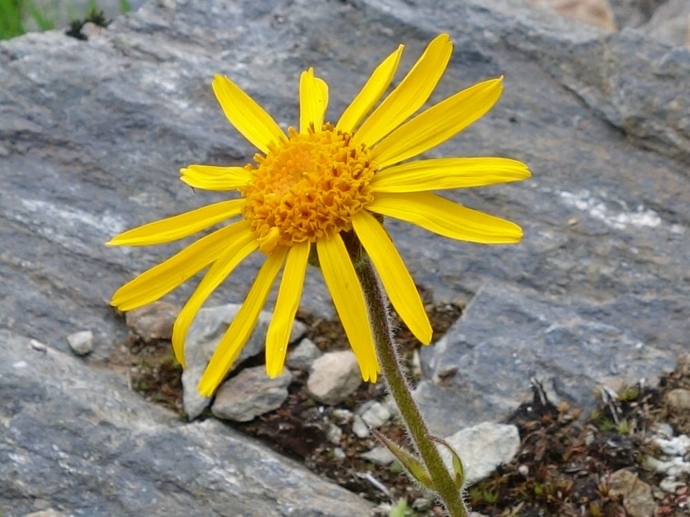 Bergblume
