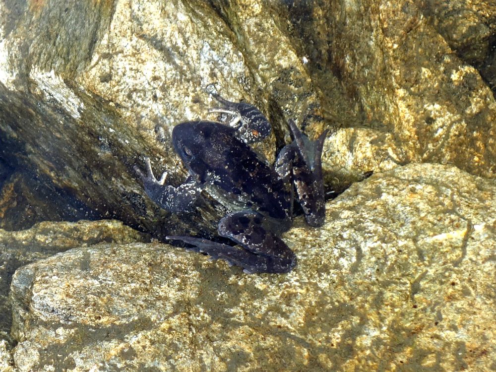 Frosch im Wasser