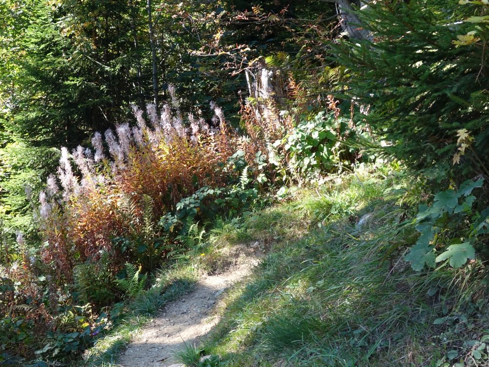 Blüten am Bergweg
