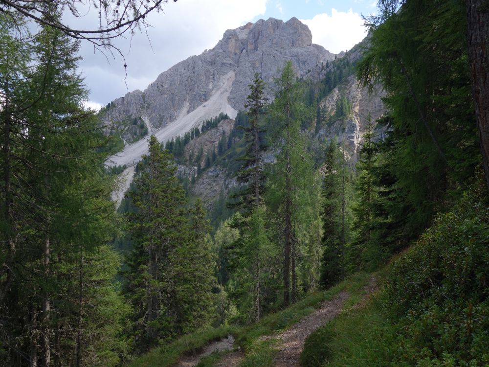 Dreifingerspitze