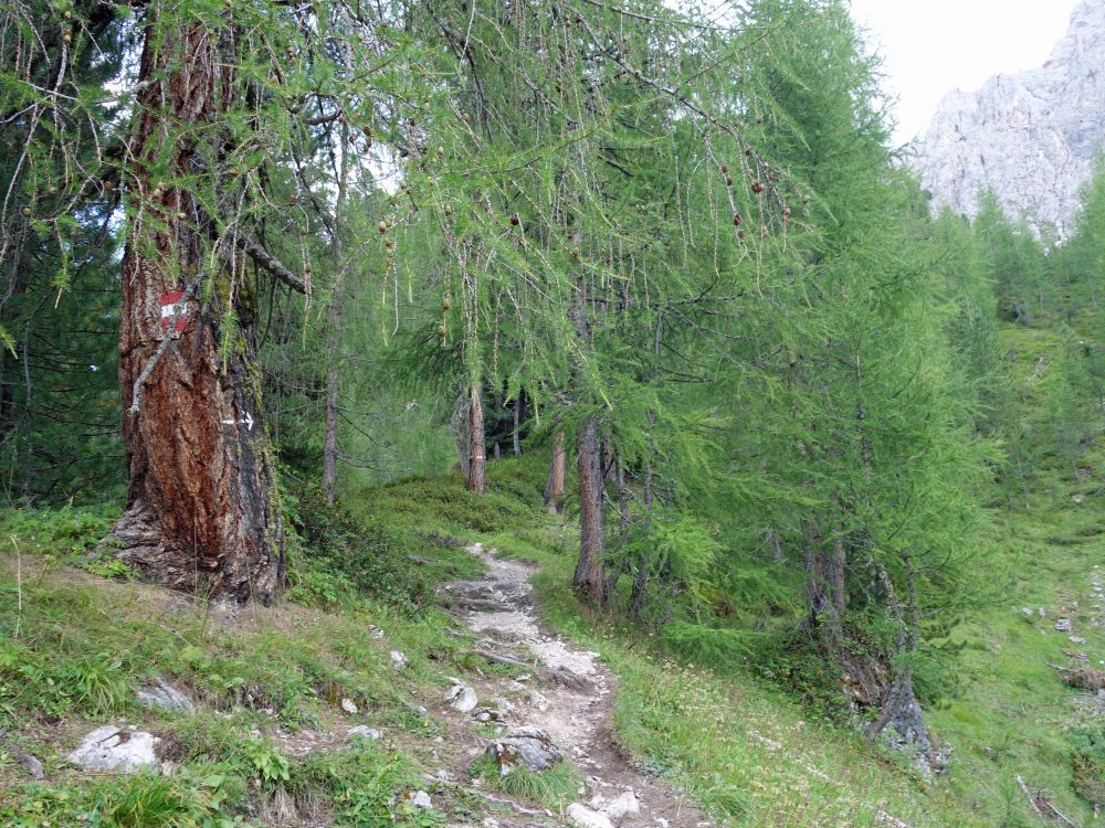 Bergweg durch Lärchen