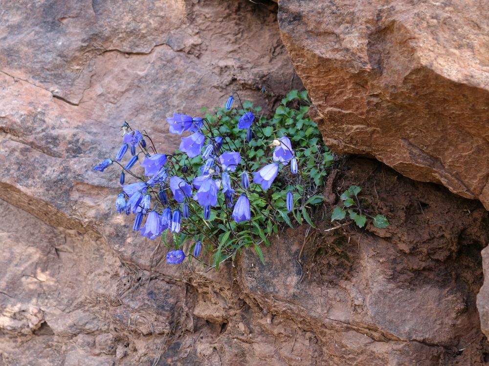 Glockenblumen