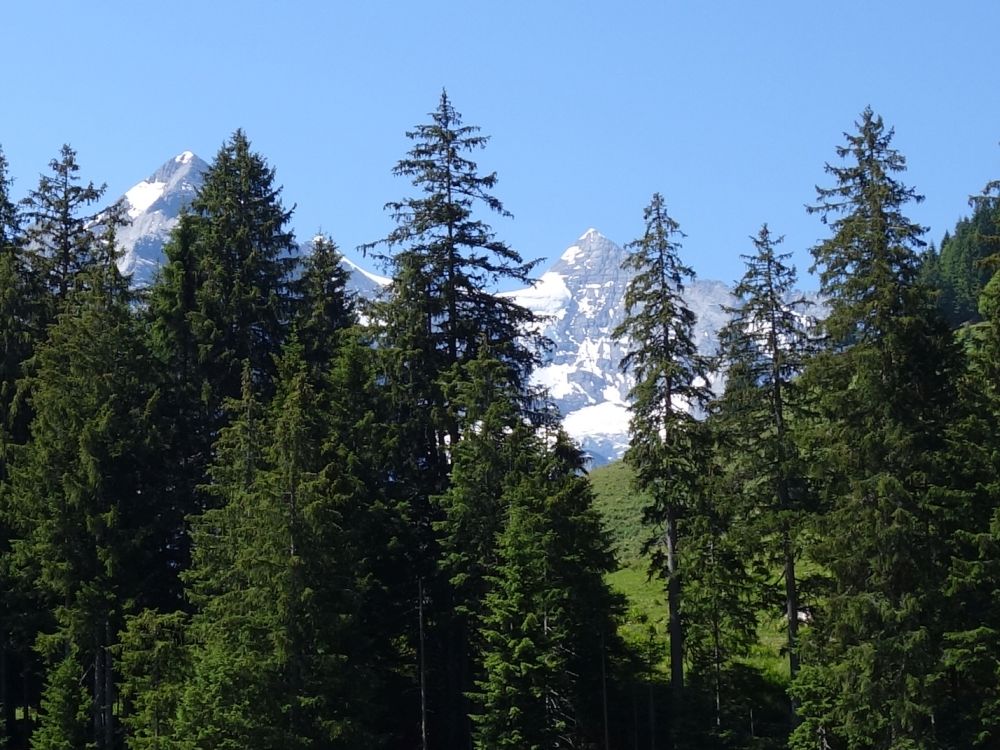 Bergspitzen hinter den Baumgipfeln