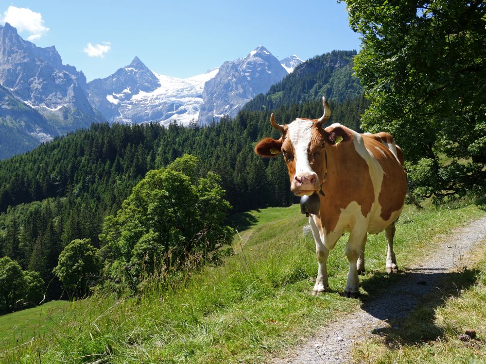 Kuh mit Dossen und Wellhorn