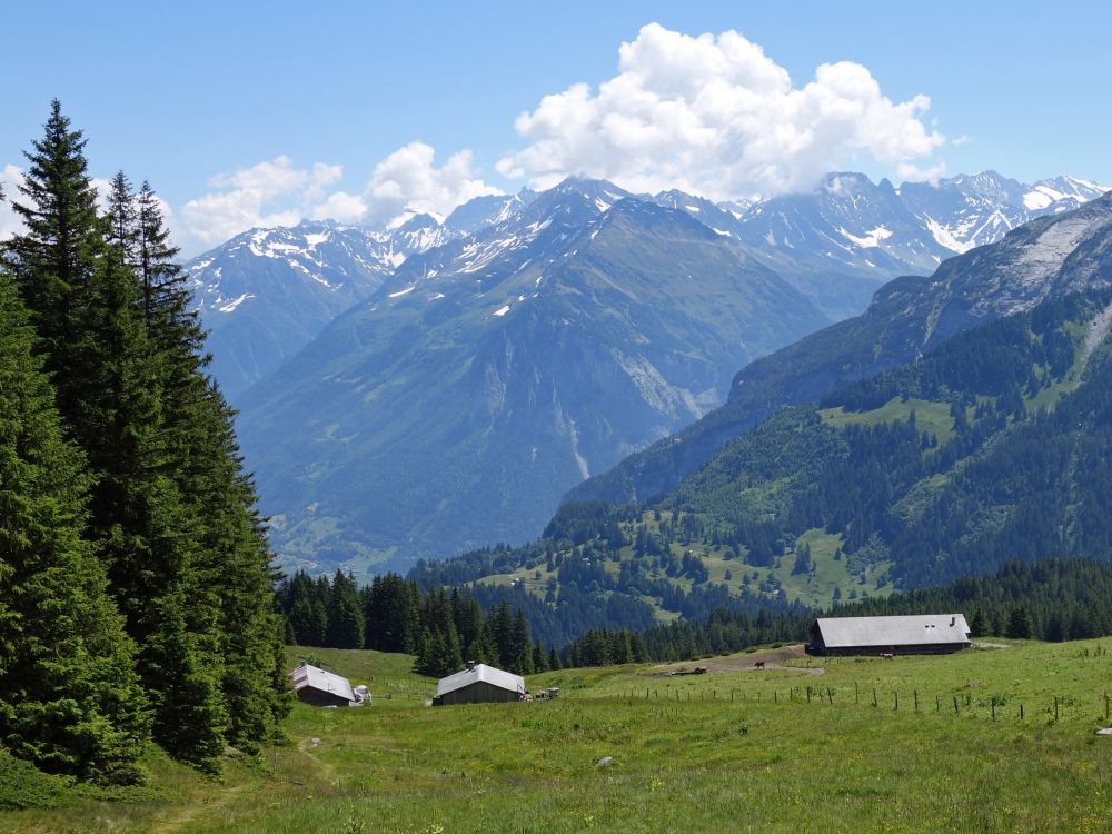 Blick Richtung Bänzlauistock