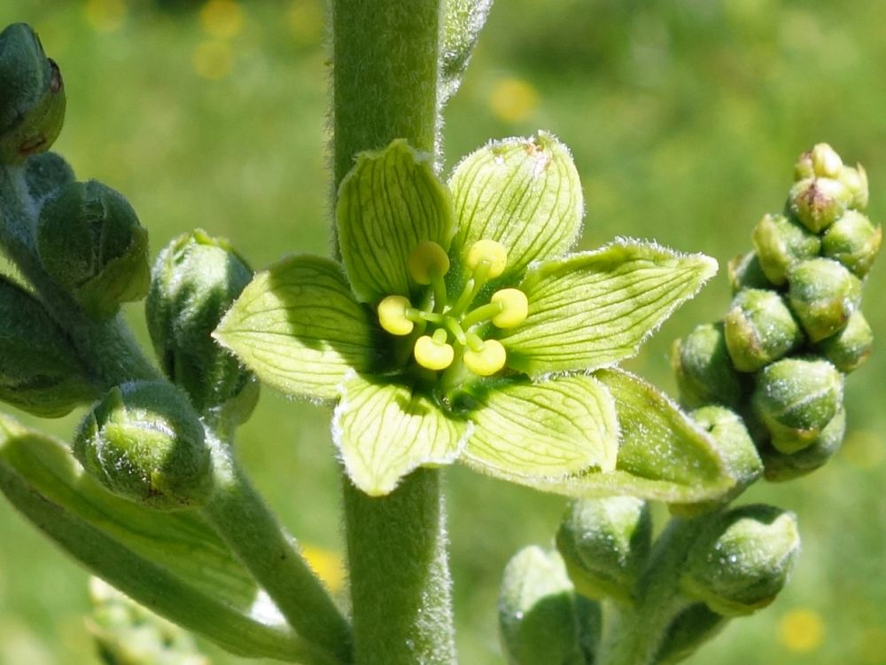 Germerblüte