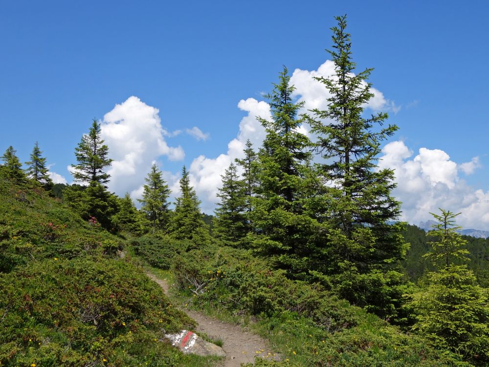 Wolken hinter Bäumen