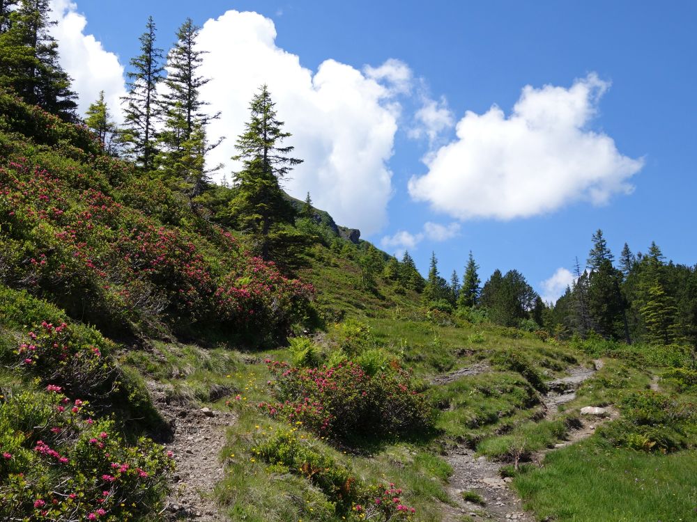 Alpenröschen und Wolken