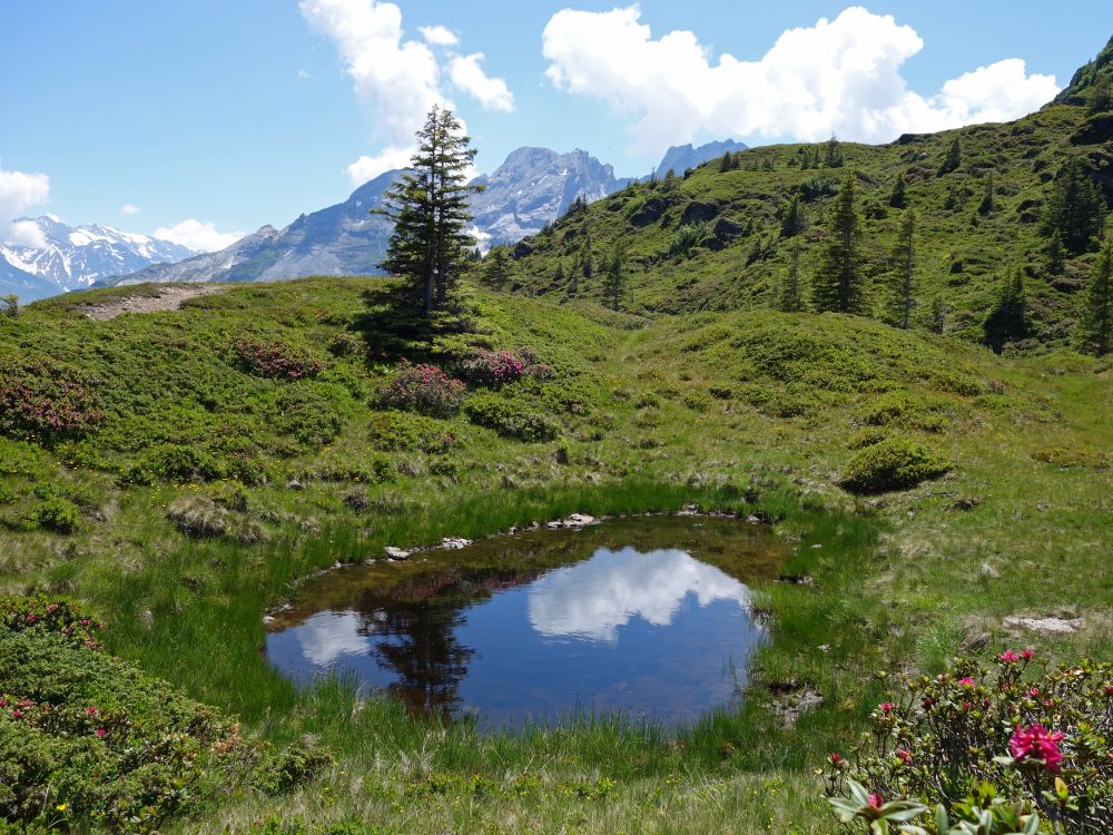 Tümpel im Hochmoor