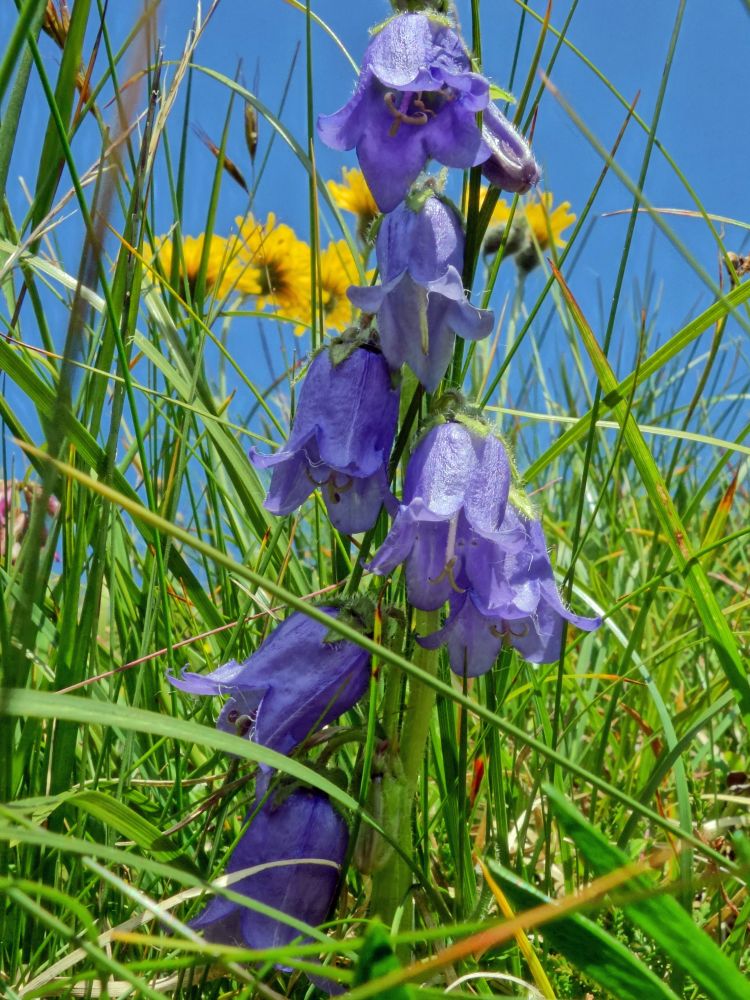 Alpenblumen