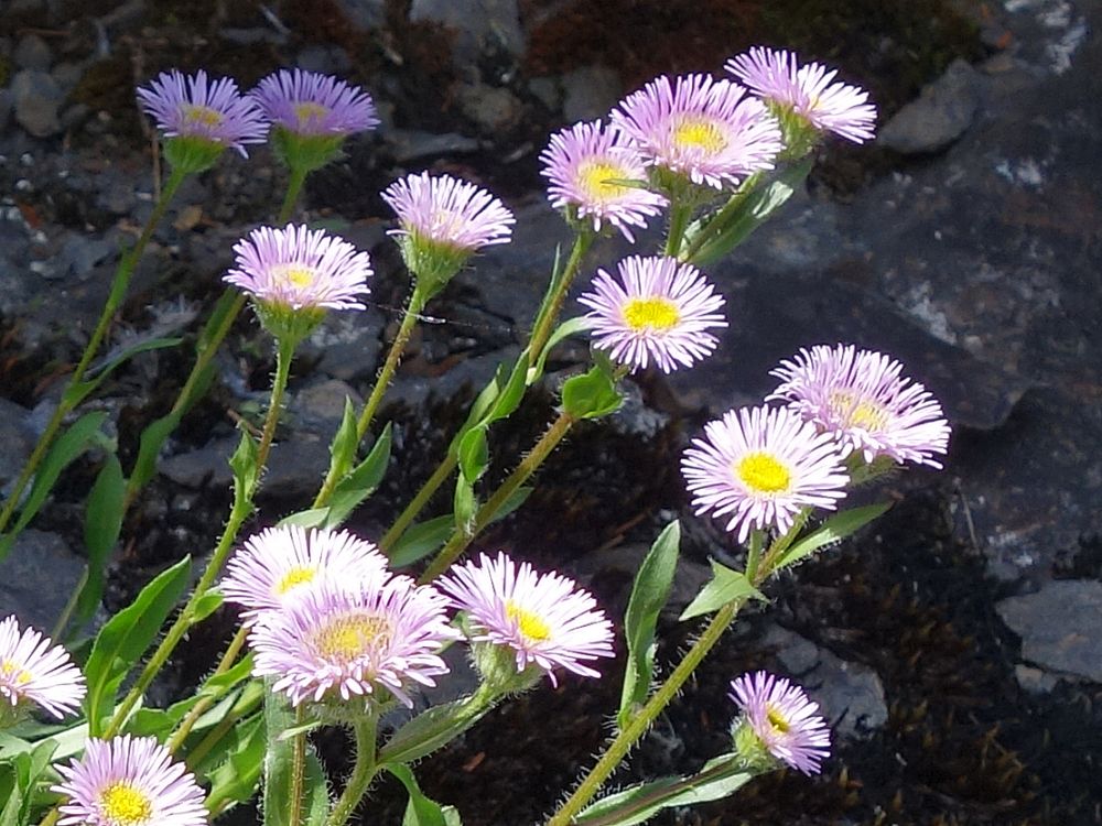 Alpenblumen