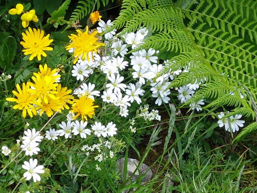 Alpenblumen