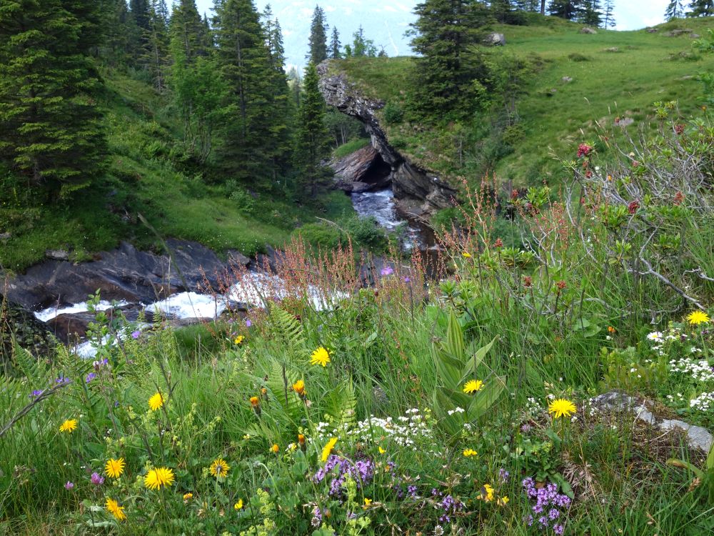 Wasserfall und Alpenblumen