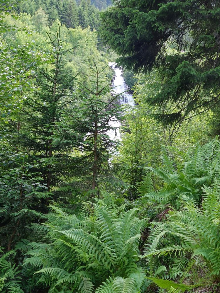 Wasserfall über farn