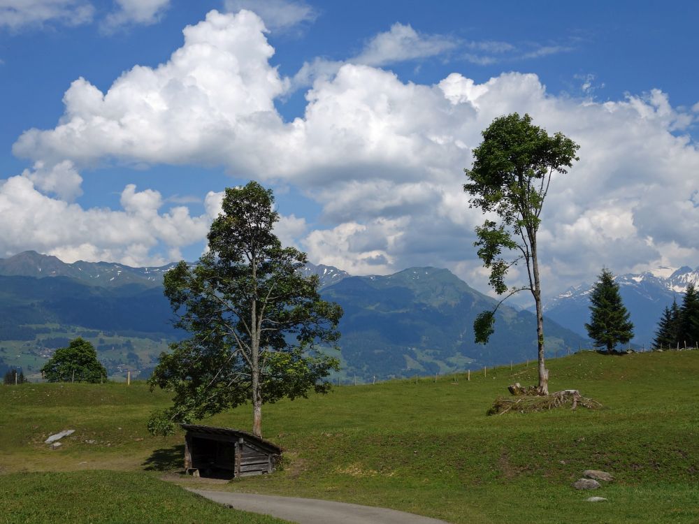 Bäume und Wolken bei Mettlen